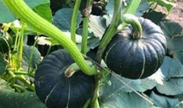 杭州吃瓜网红是谁啊图片